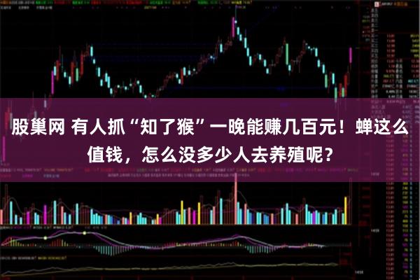 股巢网 有人抓“知了猴”一晚能赚几百元！蝉这么值钱，怎么没多少人去养殖呢？