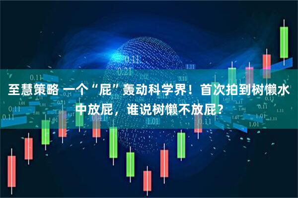 至慧策略 一个“屁”轰动科学界！首次拍到树懒水中放屁，谁说树懒不放屁？